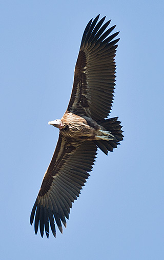 Lappet-faced Vulture in flight